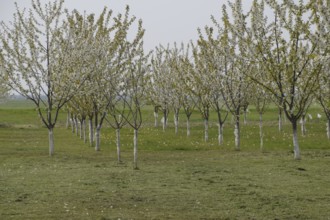 Prunus avium Flowering cherry. Atyrau, Kazakhstan