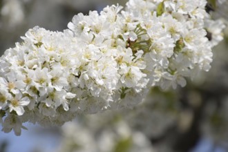 Prunus avium Flowering cherry. Atyrau, Kazakhstan