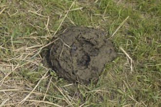 A cow cake in the grass. Manure of cattle. Krasnodar, Russia