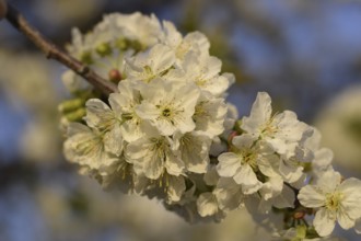 Prunus avium Flowering cherry. Cherry flowers on a tree branch