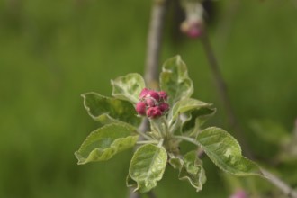 Flowers of an apple tree on a branch. Krasnodar, Russia