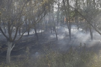 Fire in the forest. Fire and smoke in the forest litter. Atyrau, Kazakhstan
