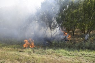 Fire in the forest. Fire and smoke in the forest litter. Atyrau, Kazakhstan