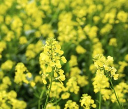 Rapeseed field. Yellow rape flowers, field landscape. Krasnodar, Russia