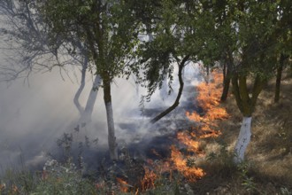 Fire in the forest. Fire and smoke in the forest litter. The grass is burning in the forest.