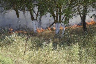 Fire in the forest. Fire and smoke in the forest litter. Atyrau, Kazakhstan