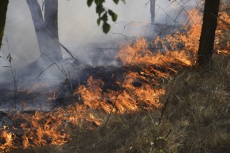 Fire in the forest. Fire and smoke in the forest litter. Atyrau, Kazakhstan