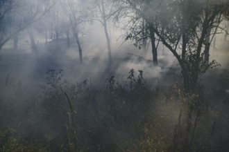 Fire in the forest. Fire and smoke in the forest litter. Atyrau, Kazakhstan