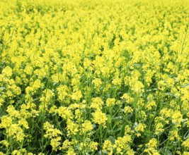 Rapeseed field. Yellow rape flowers, field landscape. Krasnodar, Russia