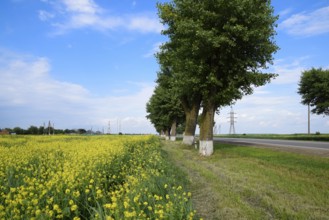 Field of rape near the road. A tree near the road. Krasnodar, Russia