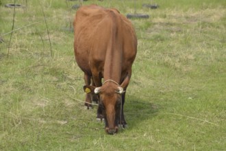 A cow is grazing in a meadow. Brown cow eating grass in the field. Krasnodar, Russia