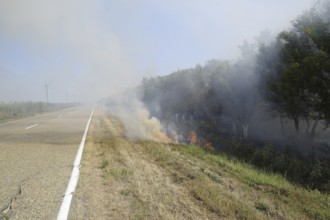 Fire in the forest. Fire and smoke in the forest litter. Atyrau, Kazakhstan