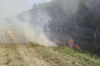 Fire in the forest. Fire and smoke in the forest litter. Atyrau, Kazakhstan