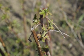 Young shoots of raspberries. Spring in the garden. Blossoming buds of raspberries