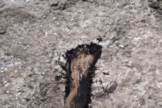 Human foot in the mud and salt lake brine. Taman, Krasnodar Krai, Russia