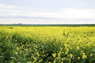 Rapeseed field. Yellow rape flowers, field landscape. Krasnodar, Russia