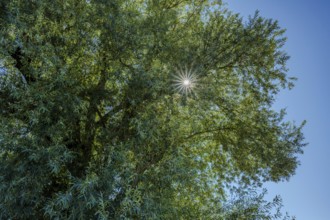 Bright summer's day with a bright blue sky. Rays of sunlight shine through the dense leaves of a