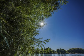 The sun shines brightly over a calm river. Green plants grow on the banks. It is a clear, blue