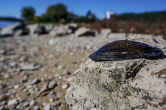 A large shell lies on a grey rock on the shore of a calm body of water. The sun is shining and the