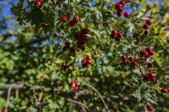 Red rosehips hang from a green bush under a blue sky. It's autumn and the sun is shining, which