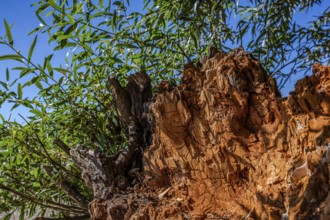 The tree stump has a rough, aged surface. Fresh, green leaves grow over it. The sky is blue and