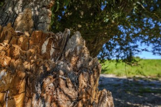 A tree stump stands in the sunlight, surrounded by green meadows. The bark shows interesting