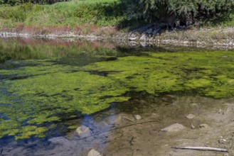 On a sunny afternoon, the water reflects the green algae cover. Stones are visible on the shore.