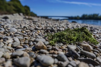Small stones lie on the banks of a river while green algae rest on them. The sky is blue and the