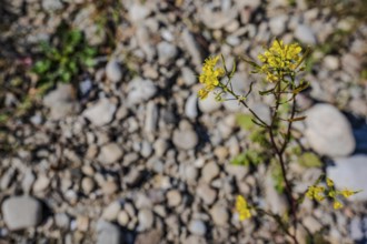 Bright yellow flowers bloom on dry gravelled ground. They contrast with the grey stones and healthy