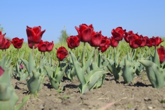 Red flowers of tulips on a flower bed. Krasnodar, Russia