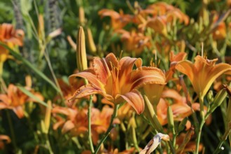 Flowers of orange lilies. Krasnodar, Russia