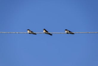 Swallows on the wires. Swallows against the blue sky. Krasnodar, Russia
