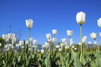 Better tulip flowers against the blue sky. Krasnodar, Russia