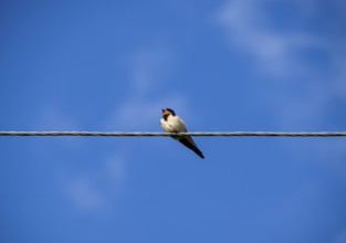 Swallows on the wires. Krasnodar, Russia
