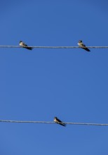 Swallows on the wires. Swallows against the blue sky. Krasnodar, Russia