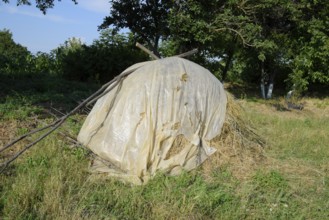Haystack. A haystack of grass hay. Krasnodar, Russia