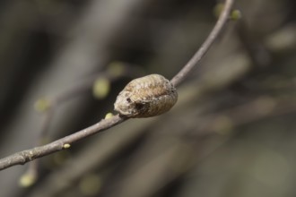 Ootheca mantis on the branches of a tree. The eggs of the insect laid in the cocoon for the winter