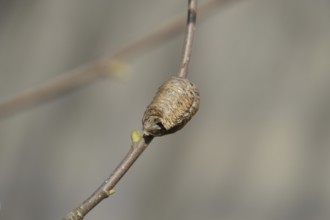 Ootheca mantis on the branches of a tree. The eggs of the insect laid in the cocoon for the winter