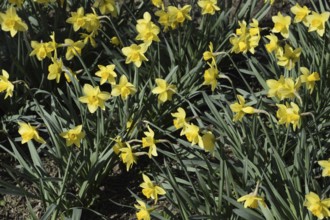 Flowers daffodil yellow. Atyrau, Kazakhstan