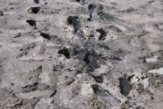 Traces of human feet in the salt lake of mud. Taman, Krasnodar Krai, Russia