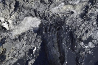 Human foot in the mud and salt lake brine. Taman, Krasnodar Krai, Russia