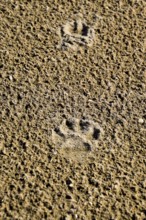 A dog's track in the sand. A dog was walking along the seashore and left traces in the sand. Taman,