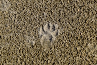 A dog's track in the sand.Taman, Krasnodar Krai, Russia