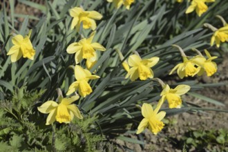 Flowers daffodil yellow. Atyrau, Kazakhstan