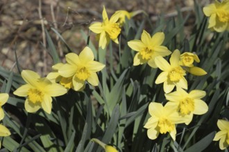 Flowers daffodil yellow. Atyrau, Kazakhstan