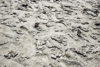 The crust of salt on the bottom of the curative mud dry lake. Taman, Krasnodar Krai, Russia