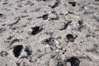 Traces of human feet in the salt lake of mud. Taman, Krasnodar Krai, Russia