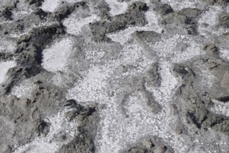 The crust of salt on the bottom of the curative mud dry lake. Taman, Krasnodar Krai, Russia