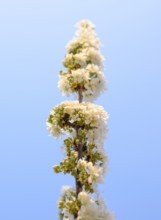 Prunus avium Flowering cherry. Krasnodar, Russia