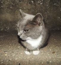 A smoky cat. Domesticated cats. domestic pet. Krasnodar, Russia